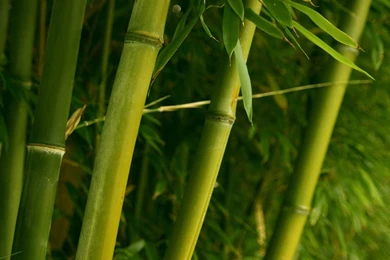 Bamboo_wallpaper_plants_nature_wallpaper_1280_1024_1122.jpg