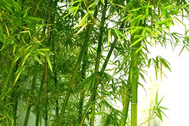 Wallpapers Bamboos Green Fresh Bamboo 1920x1080
