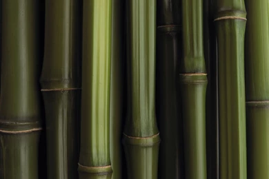 Bamboo Textured Wallpapers 2015 Grasscloth Wallpapers