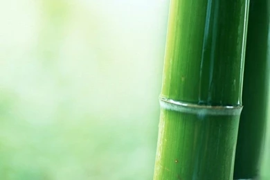 Bamboo Wallpapers 16 Best Wallpapers Collection