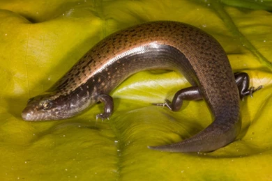 Free Wallpapers Jamaican Common Galliwasp Celestus Crusculus