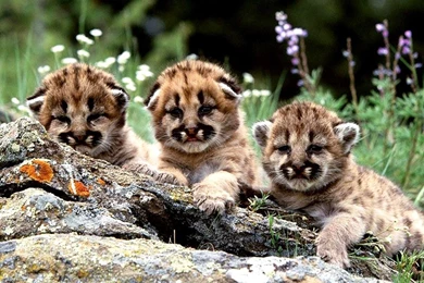 Backgrounds For Desktop Computers For Free 12 Photos Of How To Get ...