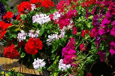 Colorful Beauty Flowers iPhone 6 Wallpapers HD And 1080P 6 Plus ...