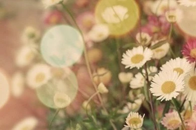 Daisy iPhone Wallpaper Backgrounds