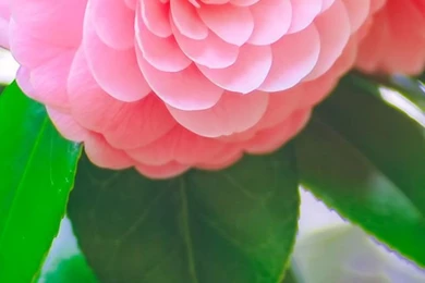 Pink Flower iphone 6 wallpaper.jpg