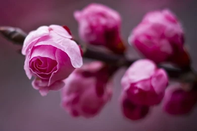 iPhone Flower HD Wallpapers