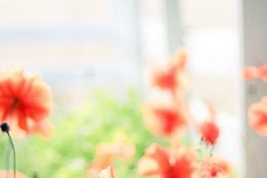 Red Flowers Iphone Wallpapers Maker