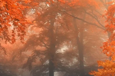 Autumn Wallpapers Iphone 5_iPhone Wallpapers, iPhone Themes, iPhone ...