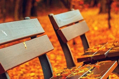 Fall iPhone 5s Wallpapers