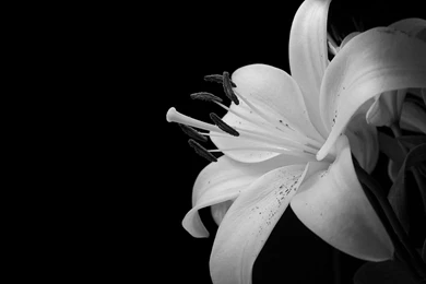 Wallpapers Black And White Flowers