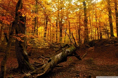 Fallen Tree In The Fall Woods, Forest, Log, Autumn, Leaf, Foliage ...