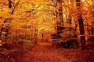 Forest Path Pictures