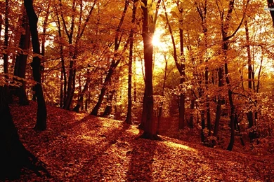 Fall Forest Wallpapers   Wallpapers HD Base