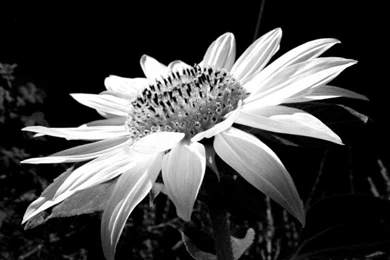 Gallery For   Black And White Flower Wallpapers