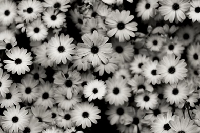 Dual Monitor Resolution Flowers Wallpapers, Desktop Backgrounds HD ...