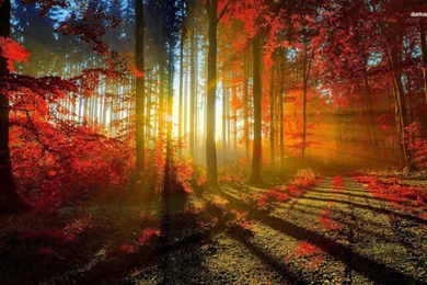 Sunlit Autumn Forest Wallpapers   Nature Wallpapers