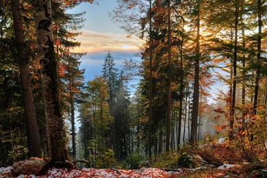 Forest Trees Fall Landscape Autumn Wallpapers