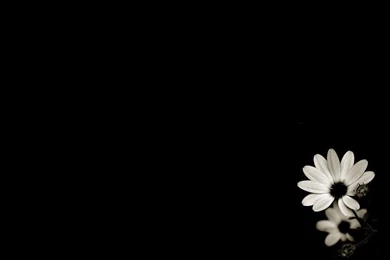 Gallery For   Black And White Flower Wallpapers Desktop