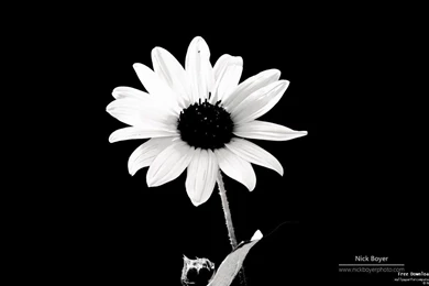 Black And White Flowers Wallpapers