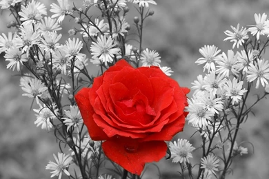 Gallery For   Red White And Black Flower Wallpapers