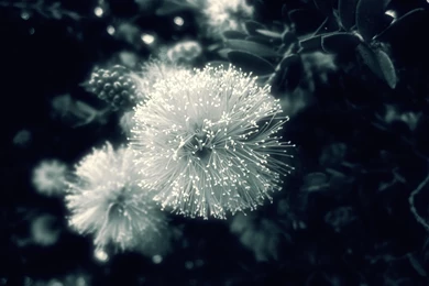 Black And White Strange Flower Wallpapers