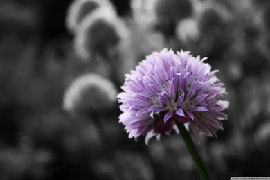 Purple Flower On Black And White Backgrounds HD Desktop Wallpapers ...
