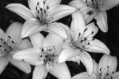 Black And White Real Flowers