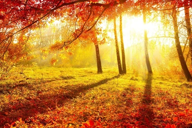 Nature Autumn Forest Trees Leaves Burgundy Grass Sun Light ...