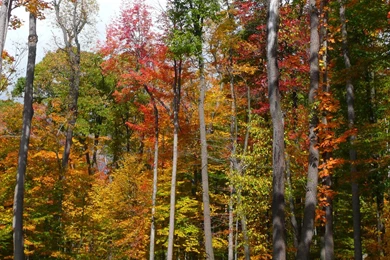 MLeWallpapers.com   Fall In The Forest