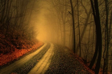 Download 2560x1440 Narrow Road In The Fall Forest Wallpapers