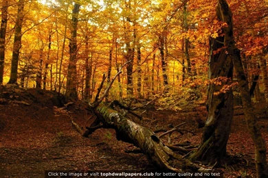 Page 10 Of Best Forest 4K Or HD Wallpapers