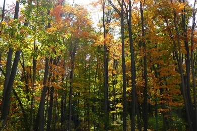 MLeWallpapers.com Sunlit Fall Forest