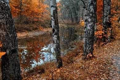 Forest Road Lake Fall Wallpapers