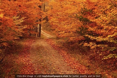 Page 3 Of Best Fall 4K Or HD Wallpapers