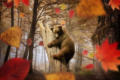 Download Wallpapers 1680x1050 Bear, Owl, Autumn, Leaves, Leaf Fall ...