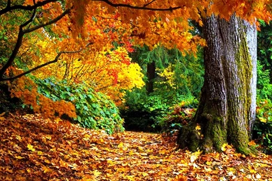 Free Fall Wallpapers Pictures Forest Photos Of Free Fall Wallpapers ...