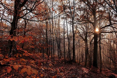 Fall Forest Red Leafs Wallpapers