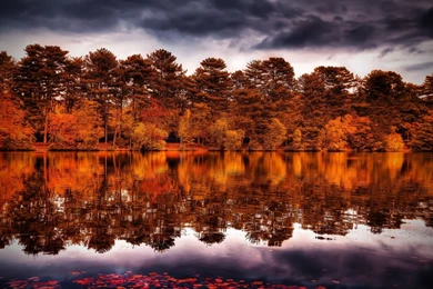 Beautiful Fall Forest Wallpapers 191485