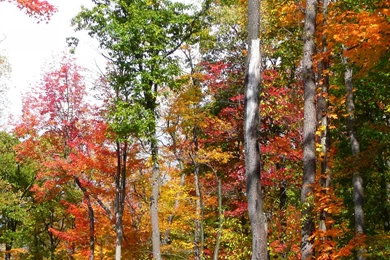 MLeWallpapers.com   Fall In The Forest