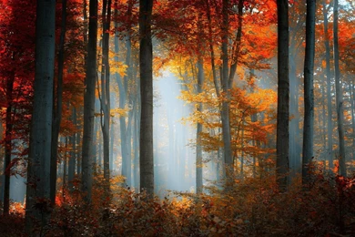 Forest Nature Landscape Autumn Fall Wallpapers