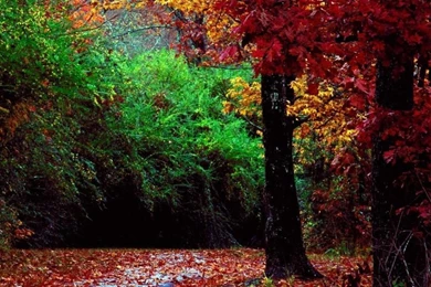 Fall Forest Wallpapers Cool   Wallpapers