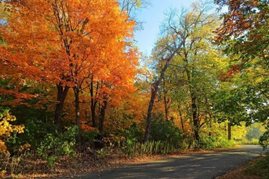 Fall Forest Wallpapers