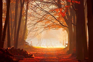 Fall Forest Wallpapers   (