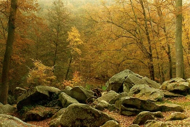 Really Fantastic Forest Wallpapers