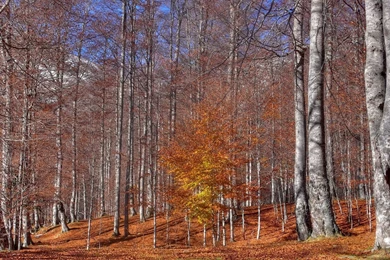 Autumn In The Forest Wallpapers   Nature Wallpapers
