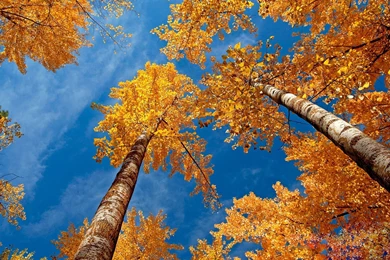 AUTUMN Fall Tree Forest Landscape Nature Leaves Wallpapers ...