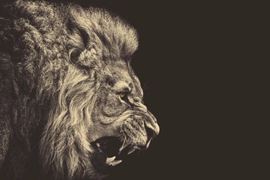 Angry Lion   HD Wallpapers