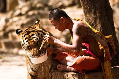 1920x1080 Monk Tiger Wallpapers