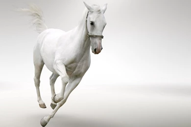 White Horse   Full HD Desktop Wallpapers And Backgrounds Image Search
