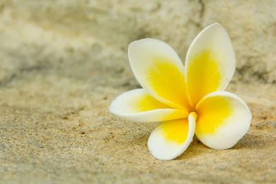 1920x1080 White Yellow Plumeria Wallpapers